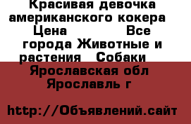 Красивая девочка американского кокера › Цена ­ 35 000 - Все города Животные и растения » Собаки   . Ярославская обл.,Ярославль г.